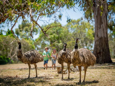 Cleland Wildlife Park - Brisbane Tourism 2