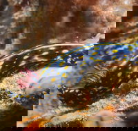 Cochrane Artificial Reef Dive Site - Tourism Brisbane