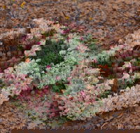 Coorow Wreath Flowers - Tourism Brisbane