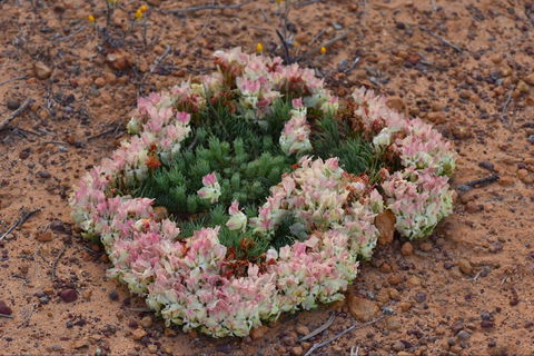 Coorow Wreath Flowers - Tourism Brisbane 0