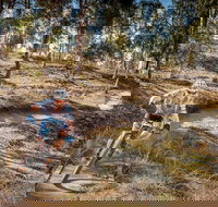 Cycle Mogo State Forest - Brisbane Tourism