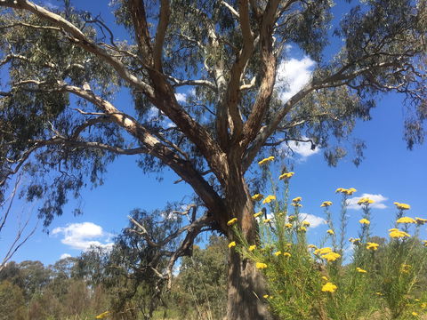 Euroa Arboretum - Brisbane 4u 0