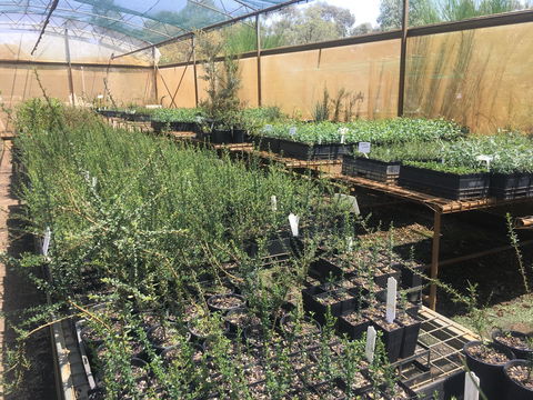 Euroa Arboretum - Brisbane 4u 1