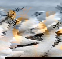 Gannets in Portland - Tourism Brisbane