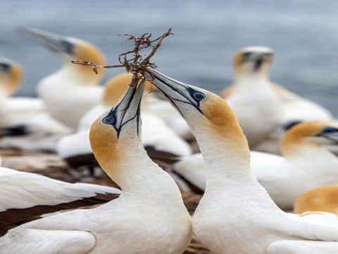 Gannets In Portland - Brisbane Tourism 0