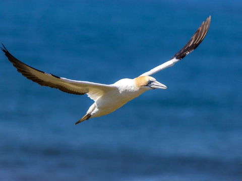 Gannets In Portland - Brisbane Tourism 1