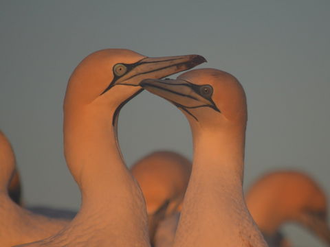 Gannets In Portland - Brisbane Tourism 2
