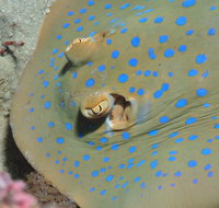 Jorgey's Patch Dive Site - Brisbane Tourism