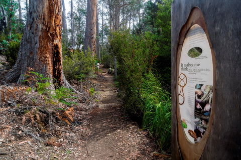 Lake St Clair (Cradle Mountain  - Lake St Clair National Park) - Tourism Brisbane 2