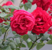 Lismore Community Gardens - Tourism Brisbane