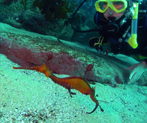 Merimbula Divers Lodge - Tourism Brisbane 2