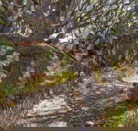 Middle Lagoon Walking Track - Tourism Brisbane