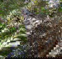 Moore Park Nature Reserve - Brisbane Tourism