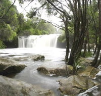 Nellies Glen Carrington Falls - Tourism Brisbane