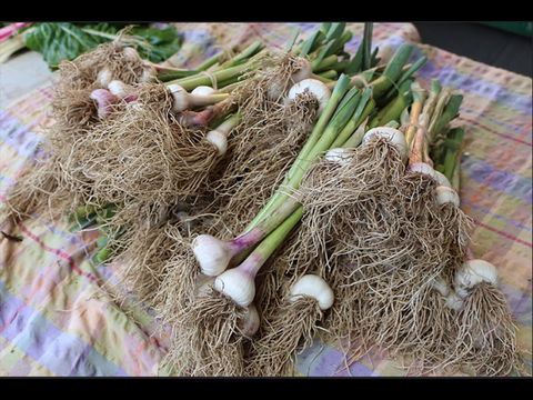 Queanbeyan Park Market - Brisbane 4u 0