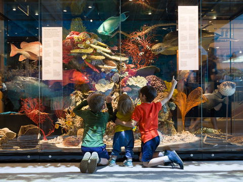 Queensland Museum - Tourism Brisbane 1