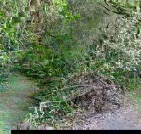 Rainforest Walking Track Roberston Nature Reserve