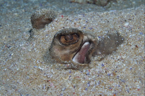 Shelving Beach Dive Site - Tourism Brisbane 1