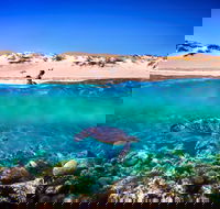 Snorkel the Ningaloo Reef - Tourism Brisbane