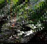 Strickland State Forest - Brisbane Tourism