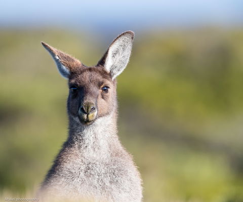The Sole Walk At Hillocks Drive - Tourism Brisbane 1