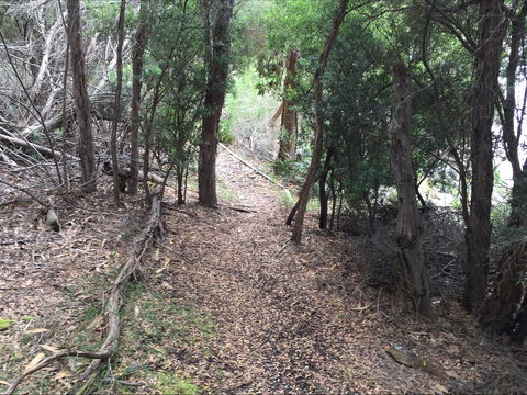 The Lady Barron Foreshore Walk - Tourism Brisbane 1