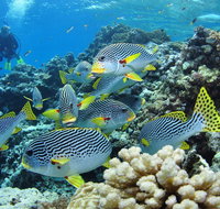 Twin Peaks Dive Site - Brisbane Tourism