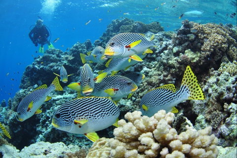 Twin Peaks Dive Site - Brisbane Tourism 0