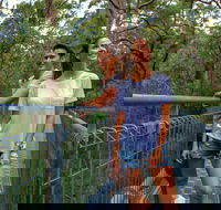 Valley of the Giants Tree Top Walk - Brisbane 4u