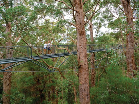 Valley Of The Giants Tree Top Walk - Tourism Brisbane 1