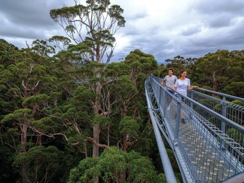 Valley Of The Giants Tree Top Walk - Tourism Brisbane 2