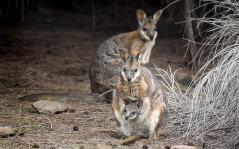 Bald Hill Walk - Cape Gantheaume Conservation Park - Tourism Brisbane 0