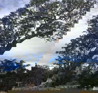 Bilston's Tree - Tourism Brisbane