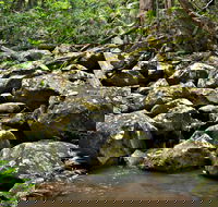 Booyong Walking Track - Brisbane Tourism