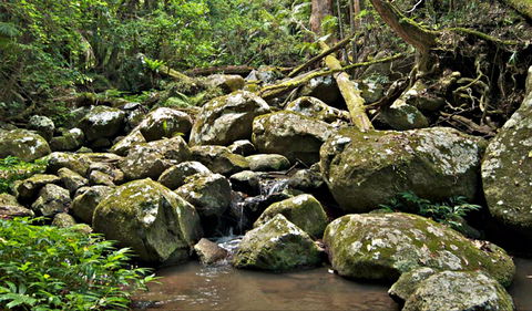 Booyong Walking Track - Brisbane Tourism 0