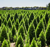 Christmas Tree Farm