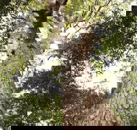 Coachwood Loop Track - Tourism Brisbane