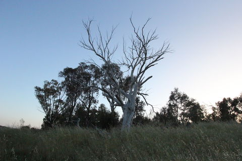 Cooleman Ridge - Tourism Brisbane 1
