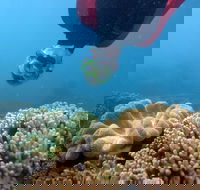 Geoffrey Bay Snorkel Trail - Brisbane 4u
