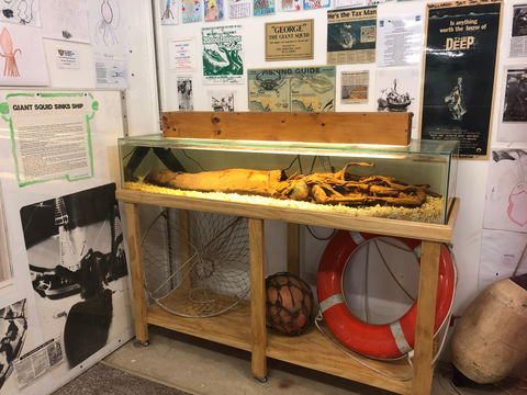 George The Giant Squid Display, Wallaroo - Tourism Brisbane 0