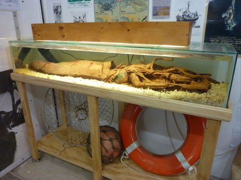 George The Giant Squid Display, Wallaroo - Tourism Brisbane 1