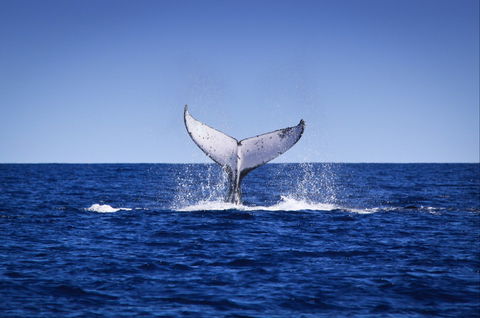 Humpback Whales - Brisbane Tourism 0