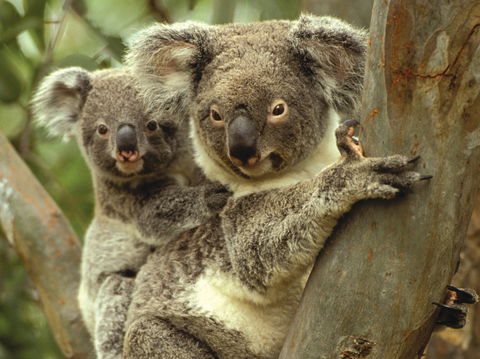 Koalas In Gunnedah - Brisbane Tourism 0
