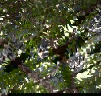 Manngarre Rainforest Walk - Brisbane Tourism