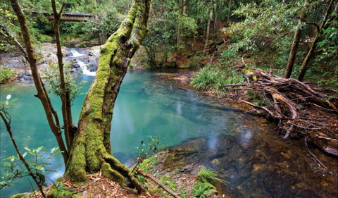 Mobong Walking Track - Tourism Brisbane 0