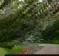 Moonpar Forest drive - Cascade National Park - Tourism Brisbane