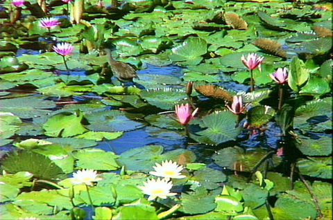 Mt Coot-tha Tourist Drive - Tourism Brisbane 1