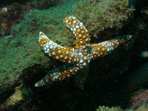 Mudjimba (Old Woman) Island Dive Site - Tourism Brisbane 0