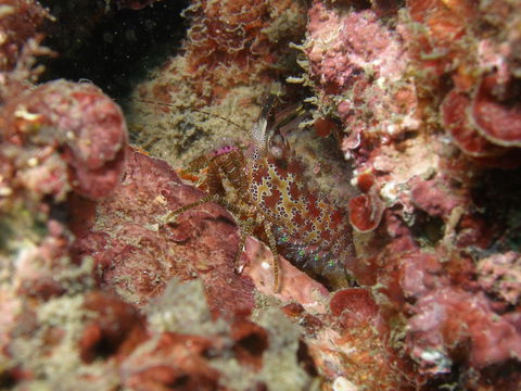 Mudjimba (Old Woman) Island Dive Site - Tourism Brisbane 2