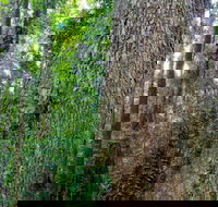 Murray Scrub walking track - Brisbane Tourism